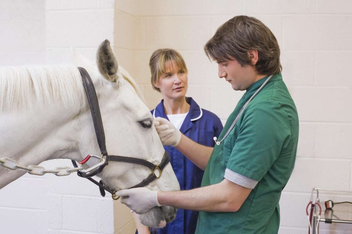 Buy Equine Veterinary medicines for horses,camels,cows and many more online