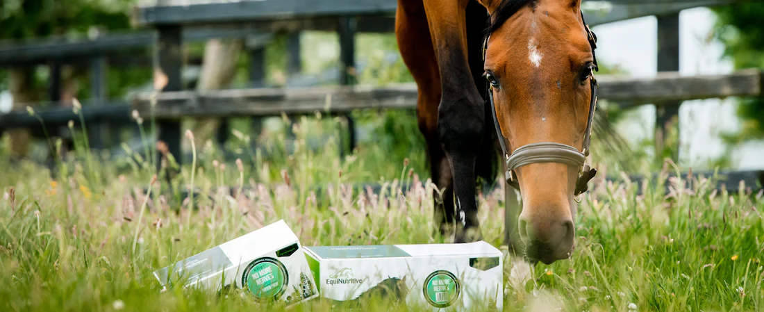 Buy Equine Veterinary medicines for horses,camels,cows and many more online -Global Vet Meds