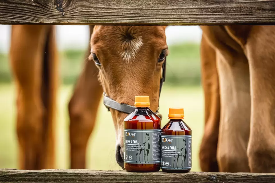 Buy Equine Veterinary medicines for horses,camels,cows and many more online -Global Vet Meds