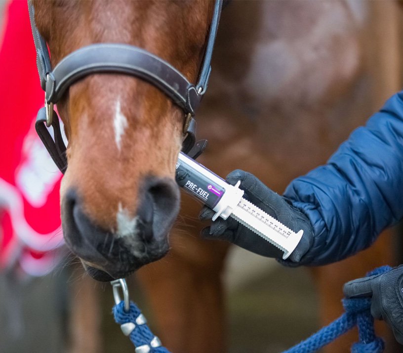 Buy Equine Veterinary medicines for horses,camels,cows and many more online -Global Vet Meds