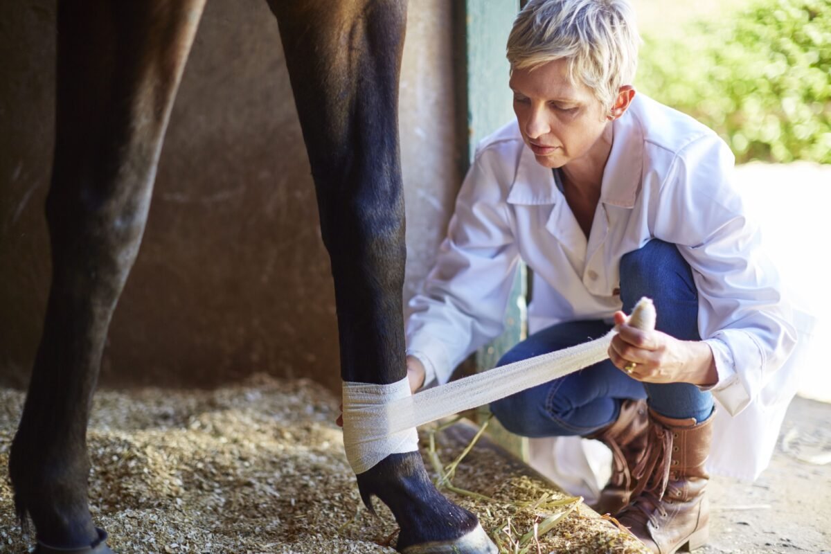 Buy Equine Veterinary medicines for horses,camels,cows and many more online -Global Vet Meds
