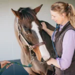 Equine Blood Builders Supplements