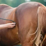 Privacy Policy - Equine Veterinary injections