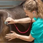 Payment & Delivery - Equine Pain Supplements