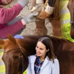 Equines Joint Supplements