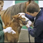 Equine Performance Supplements