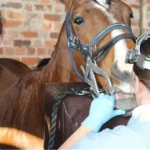 Equine Breathing and Respiratory Agents