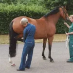 Human Growth Hormone Hgh