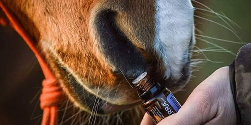 Buy Equine Veterinary medicines for horses,camels,cows and many more online -Global Vet Meds