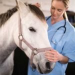Equine Calming Products and Sedatives Supplements